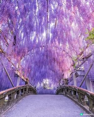 大藤節花海