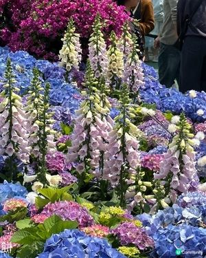 香港好去處 | 賞花 | 維園花展 | 繡球花