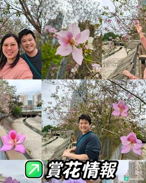 屯門河津櫻🌸打卡記！