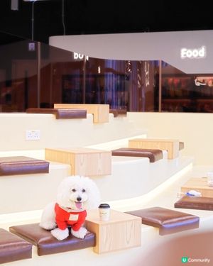 交通方便 毛孩室內放電好去處