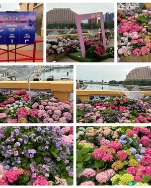 黃金海岸繡球花節🌸  今個週末去打卡📸