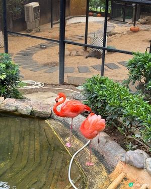## 🐒 香港動植物公園，隱世動物天堂！免費入場！