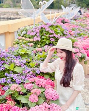 被美美的繡球花呼喚著💗

從新界差不多最東端一路向西向西再