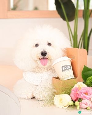 母親節限定花束咖啡禮物 100%狗狗友善