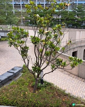 荷花玉蘭