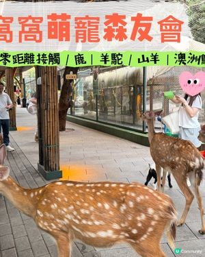 深圳寵物天堂！窩窩萌寵森友會🐶🐱🐰