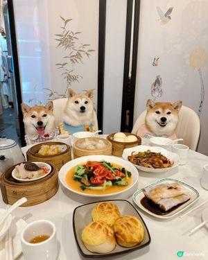 帶毛孩食點心