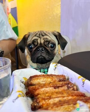 狗狗陪食cafe