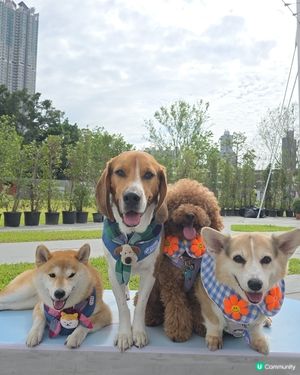 🐶🐾 啟德海濱新玩法！