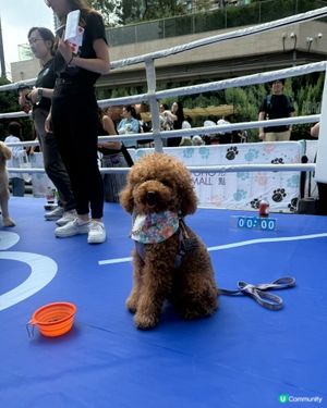 🐶🐶🐶  汪星人鬥定力！🏆