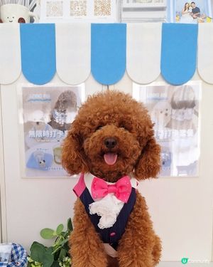🐶🐱荔枝角寵物樂園開張啦！🎉