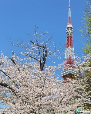 煙花下的東京鐵塔🗼