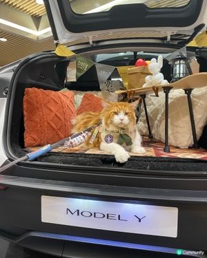 專業車模