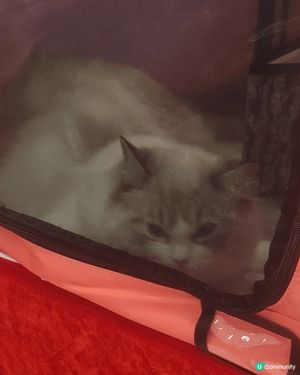 貓展比賽