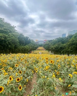 深圳向日葵🌻花海！打卡靚相📸，你去咗未？
