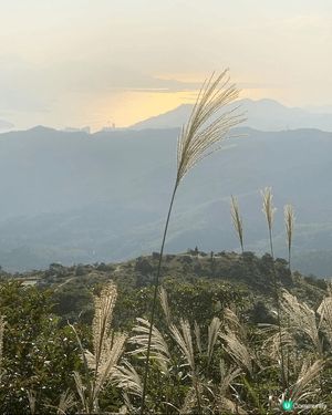 芒草山徑打卡📸！大帽山走起！🌾