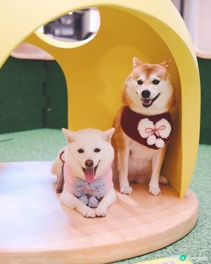 1.  港島好去處！室內戶外都啱玩🥳 狗狗都咁開心！🐶