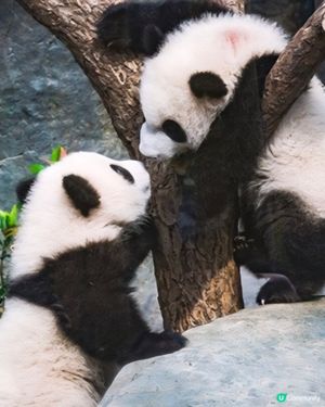 香港海洋公園大熊貓龍鳳胎一歲生日慶祝活動