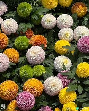 香港好去處 | 賞花 | 維園花展 | 百花齊放