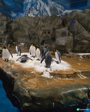海洋公園之旅，香港人的後花園！