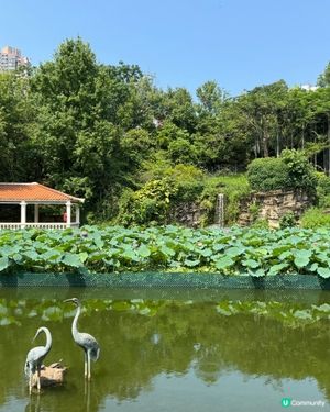青衣公園-荷池荷花🪷盛開