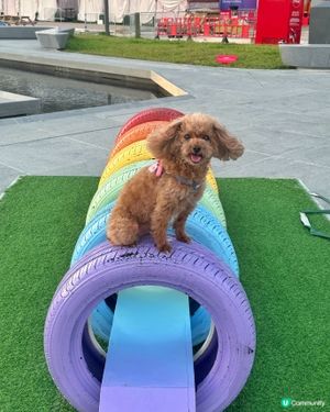 啟德🌈 毛孩放電好地方