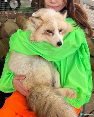 【宮城】抱抱小狐狸🦊
