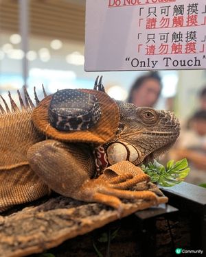 合和商場異寵展！🐢🦎 暑假必去！