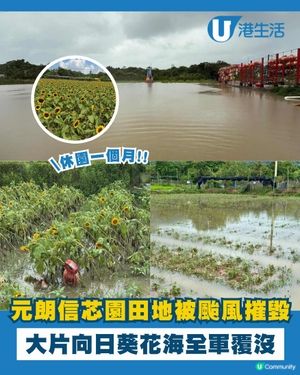 元朗信芯園向日葵花海被摧毀😢