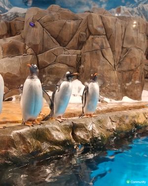 海洋公園企鵝館
