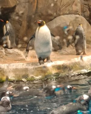 海洋公園企鵝館