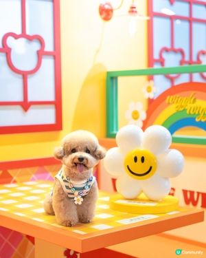  💛🧡𝓦𝓲𝓰𝓰𝓵𝓮 𝓦𝓲𝓰𝓰𝓵𝓮 🌈
