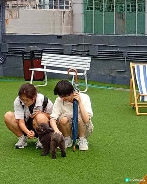 帶埋毛孩去放電！🐶💨 D2Place寵物花園等你嚟！