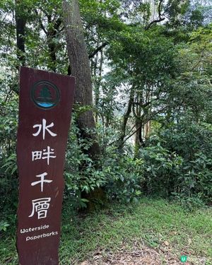 城門水塘水畔千層