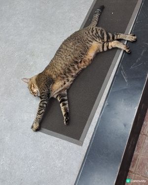 Pokémon Cat