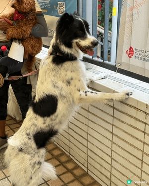 又係辣媽好介紹🤗
Lunchtime 巧遇兩隻狗狗🐶🐕