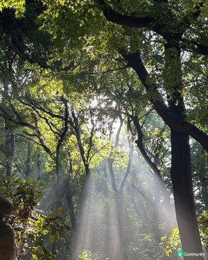 明治神宮避暑一流！🌳☀️ 熱到溶都Chill得住！😎