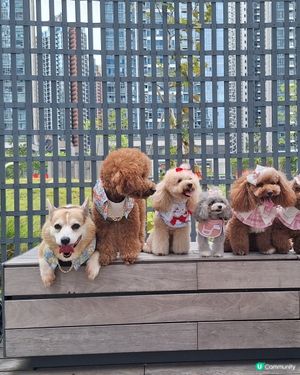 中秋帶毛孩去邊？西九嘉年華！🐶🌕
