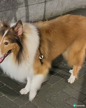 牧羊狗