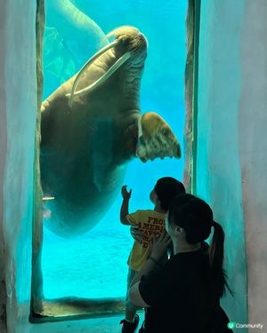 香港嘅好去處，梗係去老少咸宜海洋公園。可以親親好多海洋生物，
