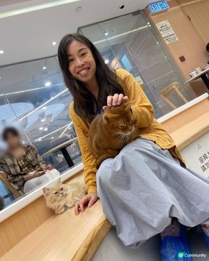荔枝角貓貓cafe😻！被貓貓包圍呀～ 必去！ 🐾