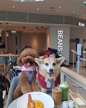 青衣城寵物友善餐廳！🥩🐶 歎和牛扒！😋