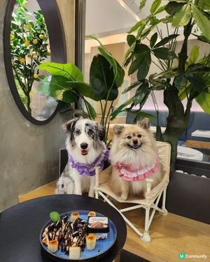 香焗開心果碎美國豬扒有驚喜