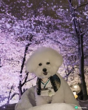 京都夜櫻🌸！賞夜櫻天花板！🤩
