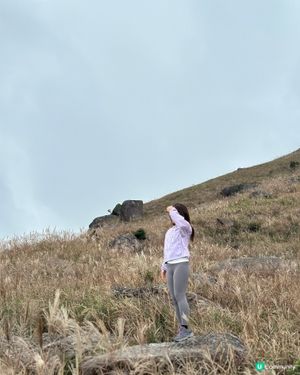 大東山芒草實況