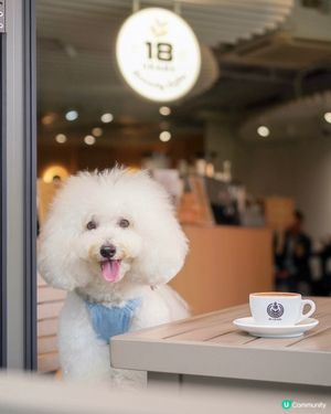 好消息！北角有寵物友善咖啡店新開張🥳！