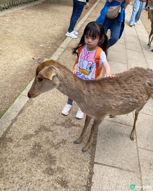 奈良親子遊！🦌摸千年歷史🏯！
