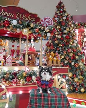 小朋友最鐘意嘅糖果🍬車😍✨ 