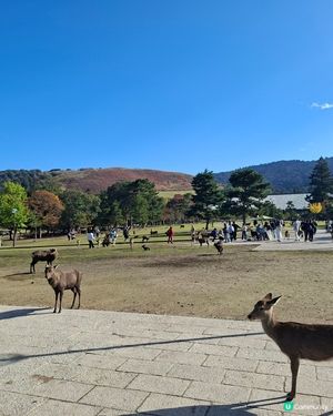 奈良公園餵鹿攻略🦌 點頭鹿仔超可愛😍
