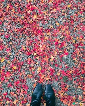 京都紅葉🍁秘境,靜心行走毘沙門堂❤️